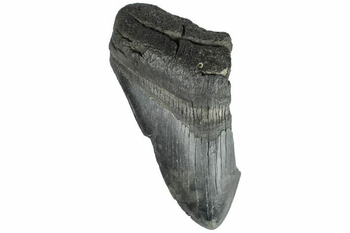 Partial, Fossil Megalodon Tooth #194014